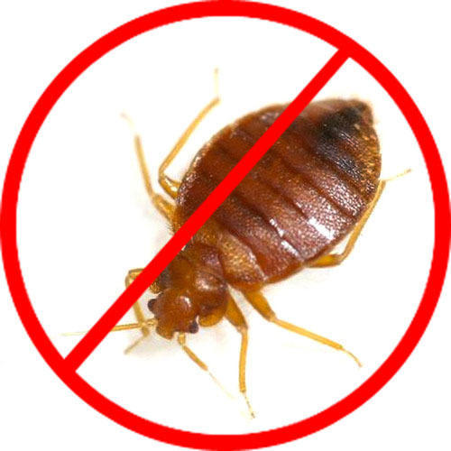 bedbugscontrolmelbourne